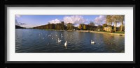 Flock of swans swimming in a lake, Chateau de Versailles, Versailles, Yvelines, France Fine Art Print