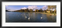 Flock of swans swimming in a lake, Chateau de Versailles, Versailles, Yvelines, France Fine Art Print