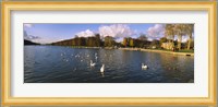 Flock of swans swimming in a lake, Chateau de Versailles, Versailles, Yvelines, France Fine Art Print