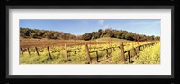 Mustard Flowers in a Field, Napa Valley, California Fine Art Print