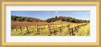 Mustard Flowers in a Field, Napa Valley, California Fine Art Print