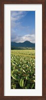 Taro crop in a field, Hanalei Valley, Kauai, Hawaii, USA Fine Art Print