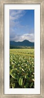 Taro crop in a field, Hanalei Valley, Kauai, Hawaii, USA Fine Art Print