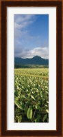 Taro crop in a field, Hanalei Valley, Kauai, Hawaii, USA Fine Art Print