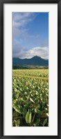 Taro crop in a field, Hanalei Valley, Kauai, Hawaii, USA Fine Art Print