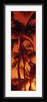 Low angle view of palm trees at dusk, Hawaii Fine Art Print