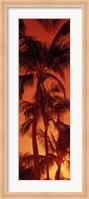 Low angle view of palm trees at dusk, Hawaii Fine Art Print