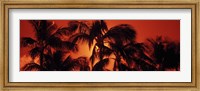 Palm trees at dusk, Kalapaki Beach, Hawaii Fine Art Print