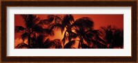 Palm trees at dusk, Kalapaki Beach, Hawaii Fine Art Print