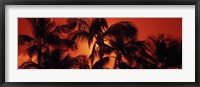 Palm trees at dusk, Kalapaki Beach, Hawaii Fine Art Print