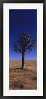 Joshua tree (Yucca brevifolia) in a field, California, USA Fine Art Print