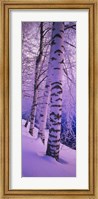 Birch trees at the frozen riverside, Vuoksi River, Imatra, Finland Fine Art Print