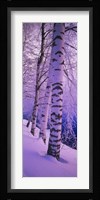 Birch trees at the frozen riverside, Vuoksi River, Imatra, Finland Fine Art Print