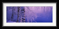 Birch tree at a riverside, Vuoksi River, Imatra, Finland Fine Art Print