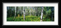 Field of Rocky Mountain Aspens Fine Art Print