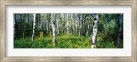Field of Rocky Mountain Aspens Fine Art Print