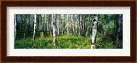 Field of Rocky Mountain Aspens Fine Art Print