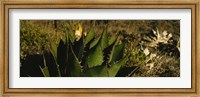 Close-up of an aloe vera plant, Baja California, Mexico Fine Art Print