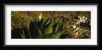 Close-up of an aloe vera plant, Baja California, Mexico Fine Art Print