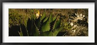 Close-up of an aloe vera plant, Baja California, Mexico Fine Art Print