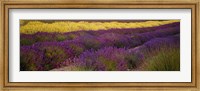 Lavender and Yellow Flower fields, Sequim, Washington, USA Fine Art Print