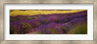 Lavender and Yellow Flower fields, Sequim, Washington, USA Fine Art Print