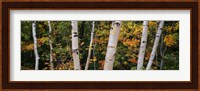 Birch trees in a forest, New Hampshire, USA Fine Art Print