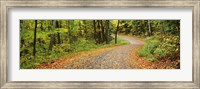 Road passing through a forest, Country Road, Peacham, Caledonia County, Vermont, USA Fine Art Print