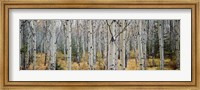 Aspen trees in a forest, Alberta, Canada Fine Art Print