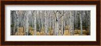 Aspen trees in a forest, Alberta, Canada Fine Art Print