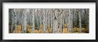 Aspen trees in a forest, Alberta, Canada Fine Art Print