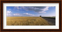 Wheat crop in a field, North Dakota, USA Fine Art Print