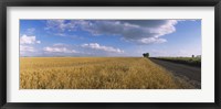 Wheat crop in a field, North Dakota, USA Fine Art Print
