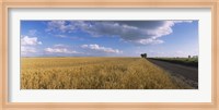Wheat crop in a field, North Dakota, USA Fine Art Print