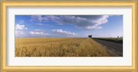 Wheat crop in a field, North Dakota, USA Fine Art Print