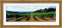 Vineyard on a landscape, Adelsheim Vineyard, Newberg, Willamette Valley, Oregon, USA Fine Art Print