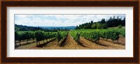 Vineyard on a landscape, Adelsheim Vineyard, Newberg, Willamette Valley, Oregon, USA Fine Art Print