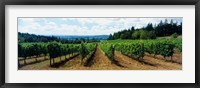 Vineyard on a landscape, Adelsheim Vineyard, Newberg, Willamette Valley, Oregon, USA Fine Art Print