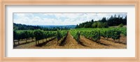 Vineyard on a landscape, Adelsheim Vineyard, Newberg, Willamette Valley, Oregon, USA Fine Art Print