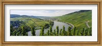 Vineyards along a river, Moselle River, Mosel-Saar-Ruwer, Germany Fine Art Print