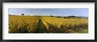 Panoramic view of vineyards, Schloss Vollrads, Johannisberg, Oestrich-Winkel, Rheingau, Germany Fine Art Print