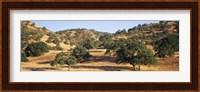 Oak trees on hill, Stanislaus County, California, USA Fine Art Print