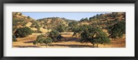 Oak trees on hill, Stanislaus County, California, USA Fine Art Print