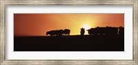 Silhouette of cows at sunset, Point Reyes National Seashore, California, USA Fine Art Print