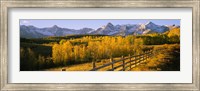 Trees in a field near a wooden fence, Dallas Divide, San Juan Mountains, Colorado Fine Art Print
