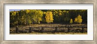 Wooden fence and Aspen trees in a field, Telluride, San Miguel County, Colorado, USA Fine Art Print