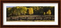 Wooden fence and Aspen trees in a field, Telluride, San Miguel County, Colorado, USA Fine Art Print