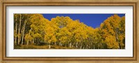 Low angle view of Aspen trees in a forest, Telluride, San Miguel County, Colorado, USA Fine Art Print