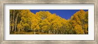Low angle view of Aspen trees in a forest, Telluride, San Miguel County, Colorado, USA Fine Art Print