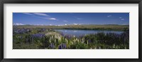 Flowers blooming at the lakeside, Lake Pukaki, Mt Cook, Mt Cook National Park, South Island, New Zealand Fine Art Print
